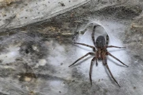 Choáng váng trước mạng nhện lớn nhất thế giới bên trong hang động lưu huỳnh