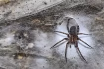 Choáng váng trước mạng nhện lớn nhất thế giới bên trong hang động lưu huỳnh