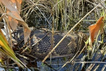 Chấn động: Trăn Miến Điện khổng lồ nôn cả con hươu đuôi trắng