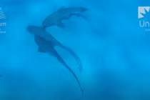 Lần đầu tiên lộ diện bí mật tiến hóa của cá mập báo hoa mai