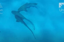 Lần đầu tiên lộ diện bí mật tiến hóa của cá mập báo hoa mai