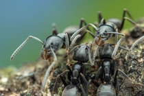 "Đội quân kiến" hàng triệu con gây mất điện, mất Internet