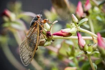 Nghìn tỷ ve sầu ngoi lên mặt đất sau 17 năm ngủ yên gây sốc