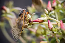 Nghìn tỷ ve sầu ngoi lên mặt đất sau 17 năm ngủ yên gây sốc