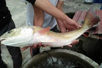 Loài cá quý chứa báu vật trong bụng, Việt Nam có nhiều