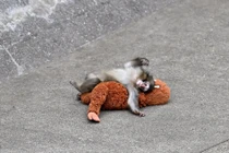 Khỉ con Punch bị mẹ bỏ rơi tại Nhật Bản: Hành trình vượt qua khó khăn