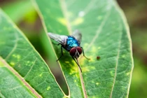 Mỹ ghi nhận ca nhiễm giòi ăn thịt đầu tiên, loài ký sinh trùng gây ám ảnh