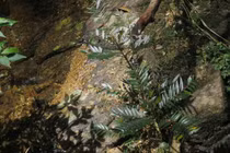 Phát hiện loài thực vật mới tại Khu Dự trữ thiên nhiên Phong Điền