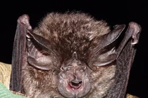 Phát hiện bất ngờ loài dơi móng ngựa Hill tưởng đã tuyệt chủng sau 40 năm