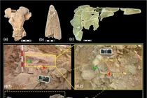 Người Neanderthal thu thập hộp sọ động vật để làm gì?