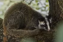 6 cá thể động vật được thả về VQG Vũ Quang quý hiếm cỡ nào?