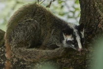 6 cá thể động vật được thả về VQG Vũ Quang quý hiếm cỡ nào?