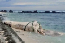 Xác cá voi khổng lồ trôi dạt giữa bão số 10 gây chấn động