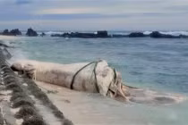 Xác cá voi khổng lồ trôi dạt giữa bão số 10 gây chấn động