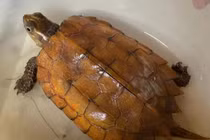 Rùa đi lạc vào nhà dân ở Hà Tĩnh là loài quý hiếm