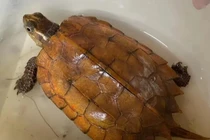 Rùa đi lạc vào nhà dân ở Hà Tĩnh là loài quý hiếm