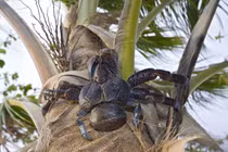 Loài cua siêu khỏe biết leo cây, thích ăn quả dừa