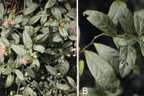 Phong Nha Kẻ Bàng xuất hiện loài hoa tím mới khiến giới khoa học ngỡ ngàng