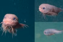 Bắt gặp quái vật biển màu hồng ngộ nghĩnh, giới khoa học phát sốt