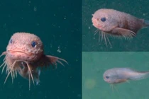 Bắt gặp quái vật biển màu hồng ngộ nghĩnh, giới khoa học phát sốt