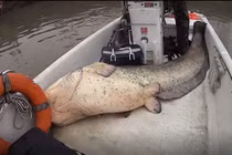 Quái ngư hơn 1 tạ sa lưới, cần thủ lập tức làm điều khó tin