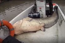 Quái ngư hơn 1 tạ sa lưới, cần thủ lập tức làm điều khó tin