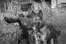 Bí mật Liên Xô huấn luyện chó cảm tử chống xe tăng Đức quốc xã