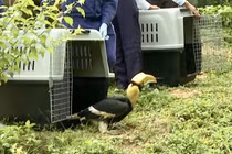 Thả nhiều động vật hoang dã quý hiếm về rừng Phong Nha - Kẻ Bàng