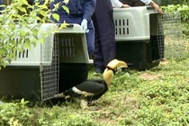 Thả nhiều động vật hoang dã quý hiếm về rừng Phong Nha - Kẻ Bàng