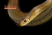 [INFOGRAPHIC] Loài rắn hổ trâu không có nọc độc, có tên trong Sách đỏ