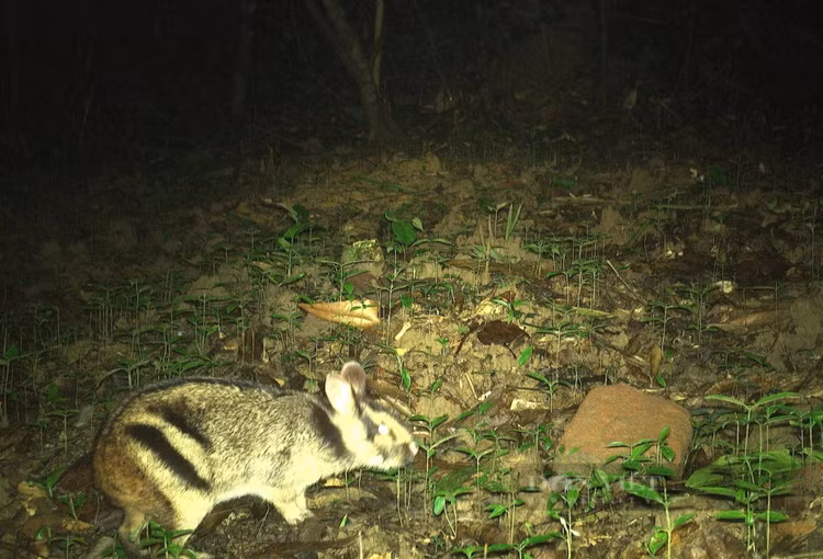 Loai tho quy hiem nhat the gioi chi co o day Truong Son-Hinh-10