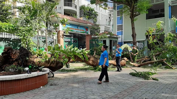 TP.HCM: Cây phượng trong trường bật gốc, 1 học sinh tử vong - ảnh 2