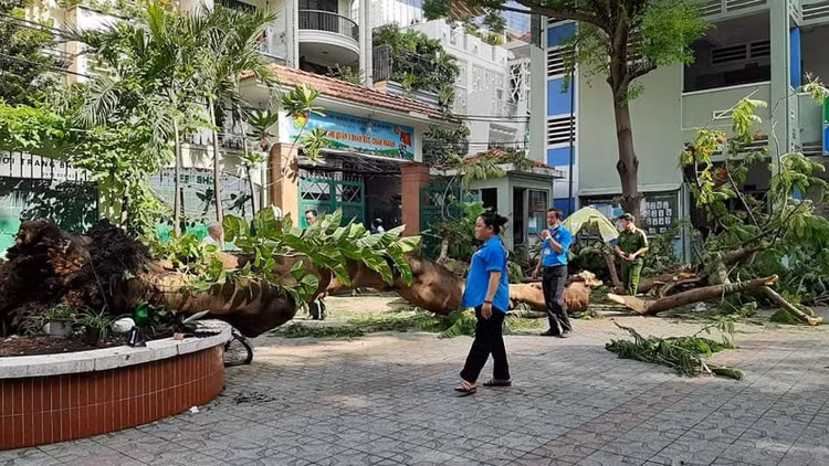TP.HCM: Cây phượng trong trường bật gốc, 1 học sinh tử vong - ảnh 2
