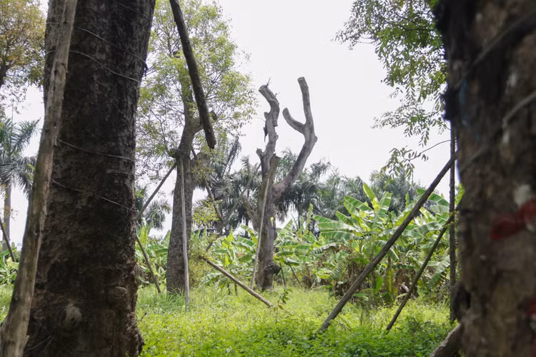 Cảnh chết mòn của hàng cây cổ thụ bị di dời để thi công metro Nhổn - Ga Hà - 3