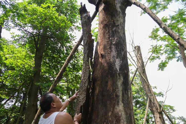 Cảnh chết mòn của hàng cây cổ thụ bị di dời để thi công metro Nhổn - Ga Hà - 1