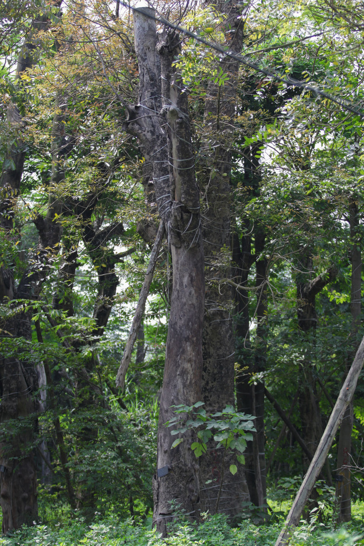 Cảnh chết mòn của hàng cây cổ thụ bị di dời để thi công metro Nhổn - Ga Hà - 4