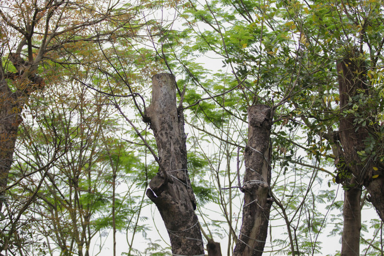 Cảnh chết mòn của hàng cây cổ thụ bị di dời để thi công metro Nhổn - Ga Hà - 10