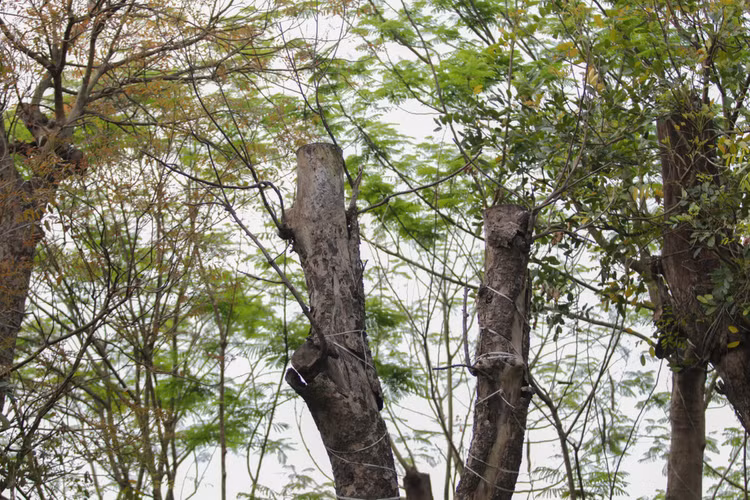 Cảnh chết mòn của hàng cây cổ thụ bị di dời để thi công metro Nhổn - Ga Hà - 10