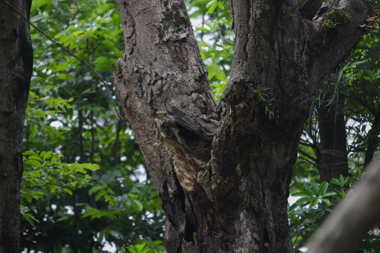 Cảnh chết mòn của hàng cây cổ thụ bị di dời để thi công metro Nhổn - Ga Hà - 8
