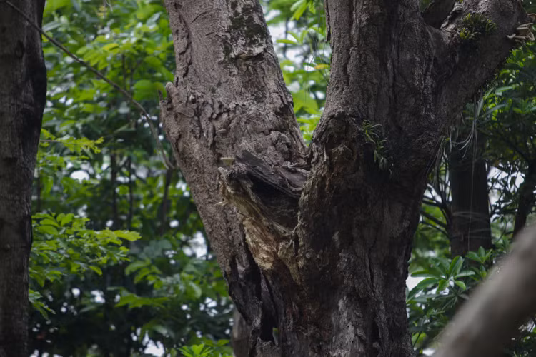 Cảnh chết mòn của hàng cây cổ thụ bị di dời để thi công metro Nhổn - Ga Hà - 8