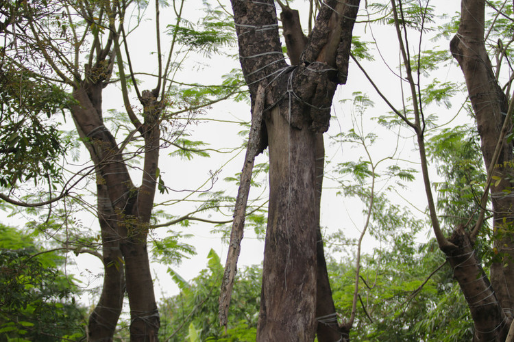Cảnh chết mòn của hàng cây cổ thụ bị di dời để thi công metro Nhổn - Ga Hà - 2