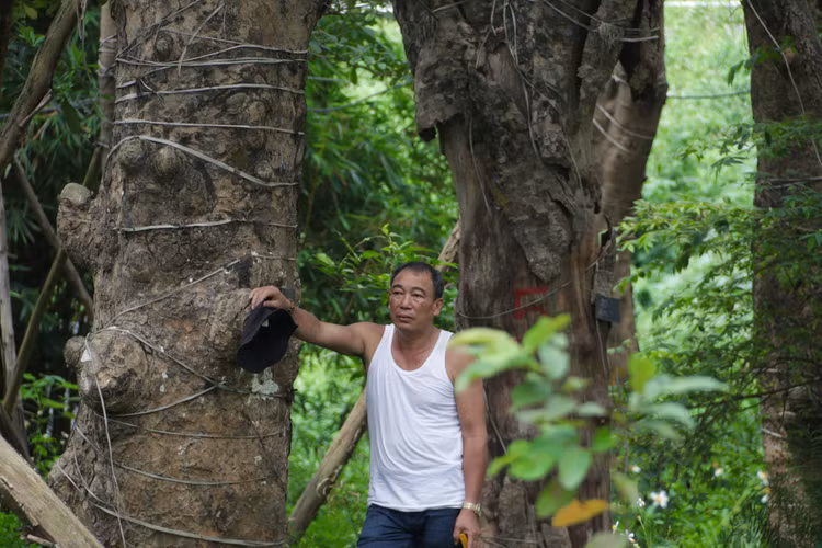 Cảnh chết mòn của hàng cây cổ thụ bị di dời để thi công metro Nhổn - Ga Hà - 6