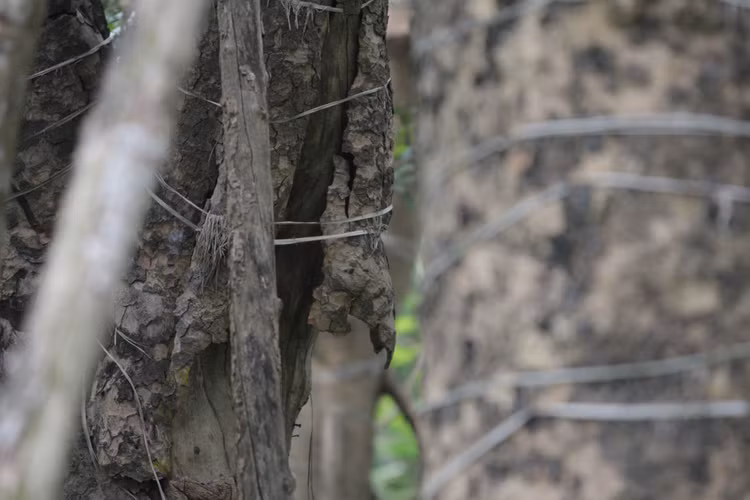 Cảnh chết mòn của hàng cây cổ thụ bị di dời để thi công metro Nhổn - Ga Hà - 9