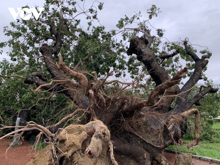 Cập nhật: Bão số 13 cuốn bay mái trường học, "nhổ" bật gốc cây, cuốn trôi nhà dân ảnh 51