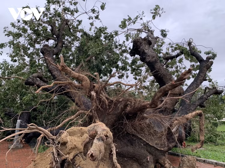Cập nhật: Bão số 13 cuốn bay mái trường học, "nhổ" bật gốc cây, cuốn trôi nhà dân ảnh 51