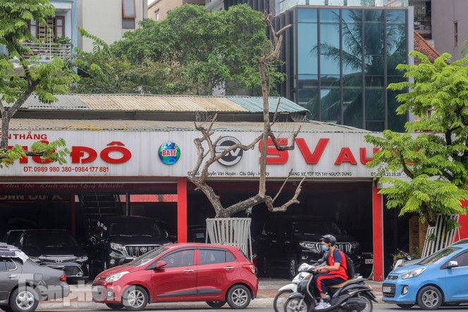 Được 'cấp cứu' liên tục, hàng sưa đỏ phố Nguyễn Văn Huyên vẫn héo úa - ảnh 5