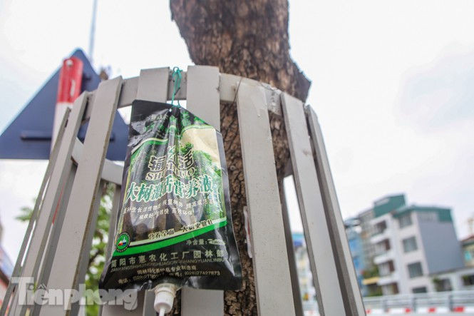 Được 'cấp cứu' liên tục, hàng sưa đỏ phố Nguyễn Văn Huyên vẫn héo úa - ảnh 2