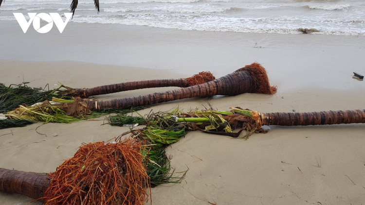 Cập nhật: Bão số 13 cuốn bay mái trường học, "nhổ" bật gốc cây, cuốn trôi nhà dân ảnh 27