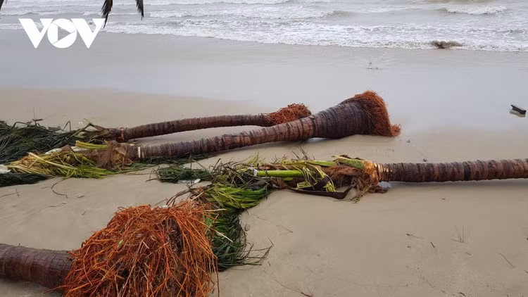 Cập nhật: Bão số 13 cuốn bay mái trường học, "nhổ" bật gốc cây, cuốn trôi nhà dân ảnh 27