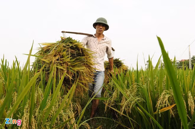 Thu tuong yeu cau than trong khi xuat khau gao hinh anh 1 xuatkhaugao.jpg